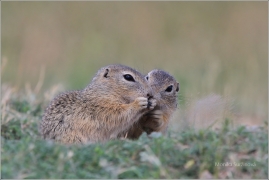 <p>SYSEL OBECNÝ (Spermophilus citellus) /European ground squirrel - Europäischer Ziesel/</p>